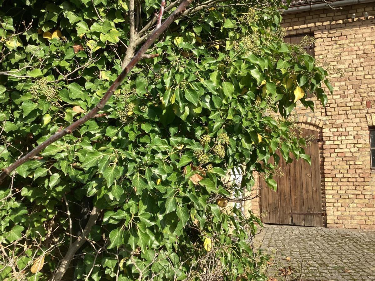 Appartement Haus Lies à Rehfelde Extérieur photo